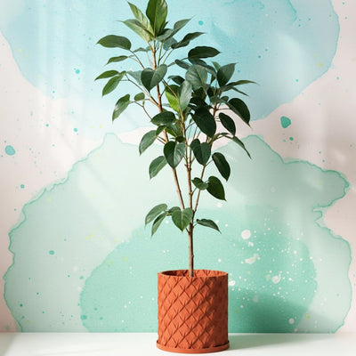 Terracotta Orange Chisel