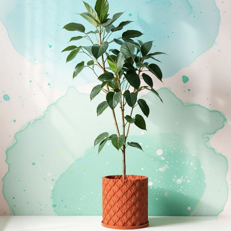 Terracotta Orange Chisel